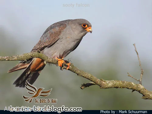 sooty falcon